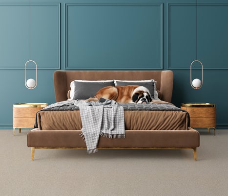 Saint Bernard