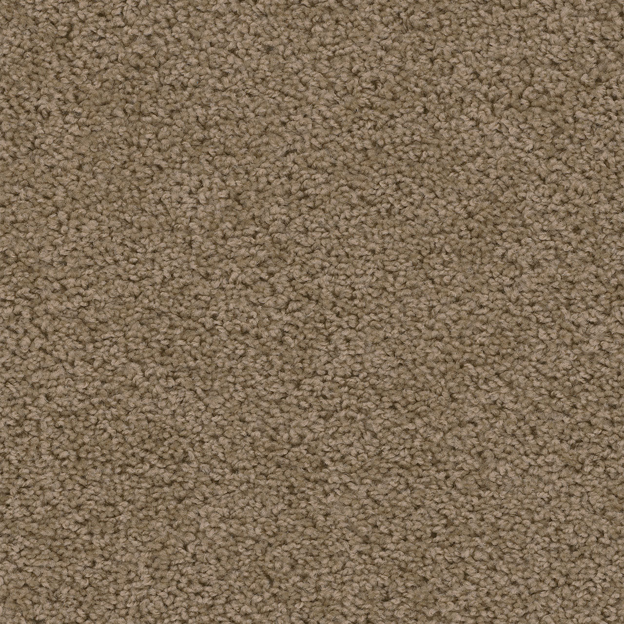 SWEEPSTAKES - Honey Beige