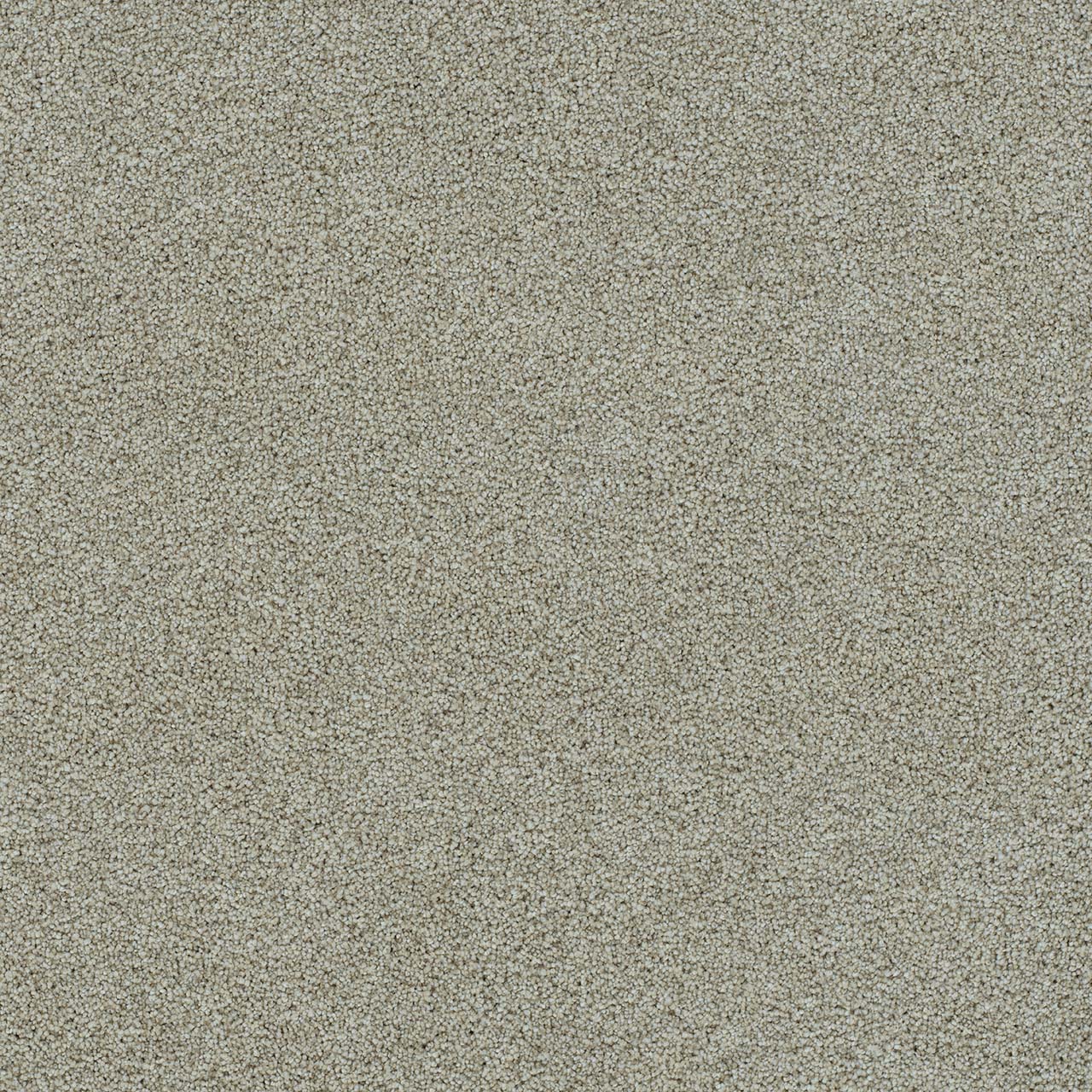 Morning Glory II - French Silk