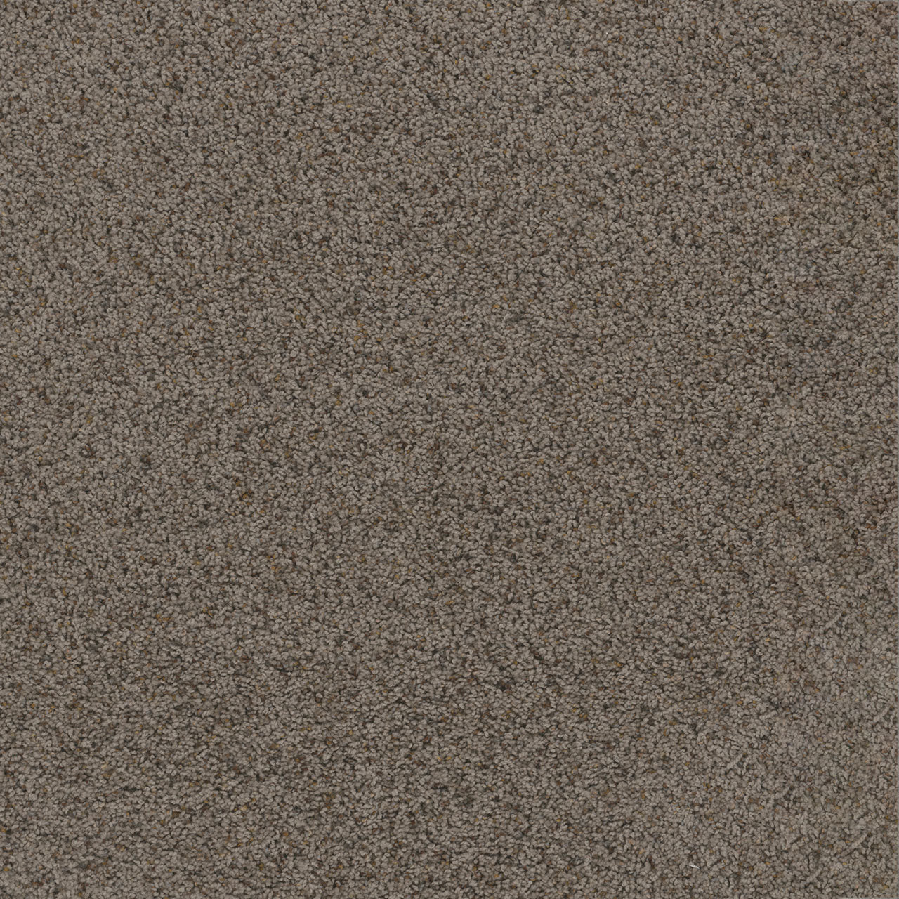TOAST OF THE TOWN - Rugged Suede