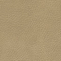 535-3134 Buckskin.jpg
