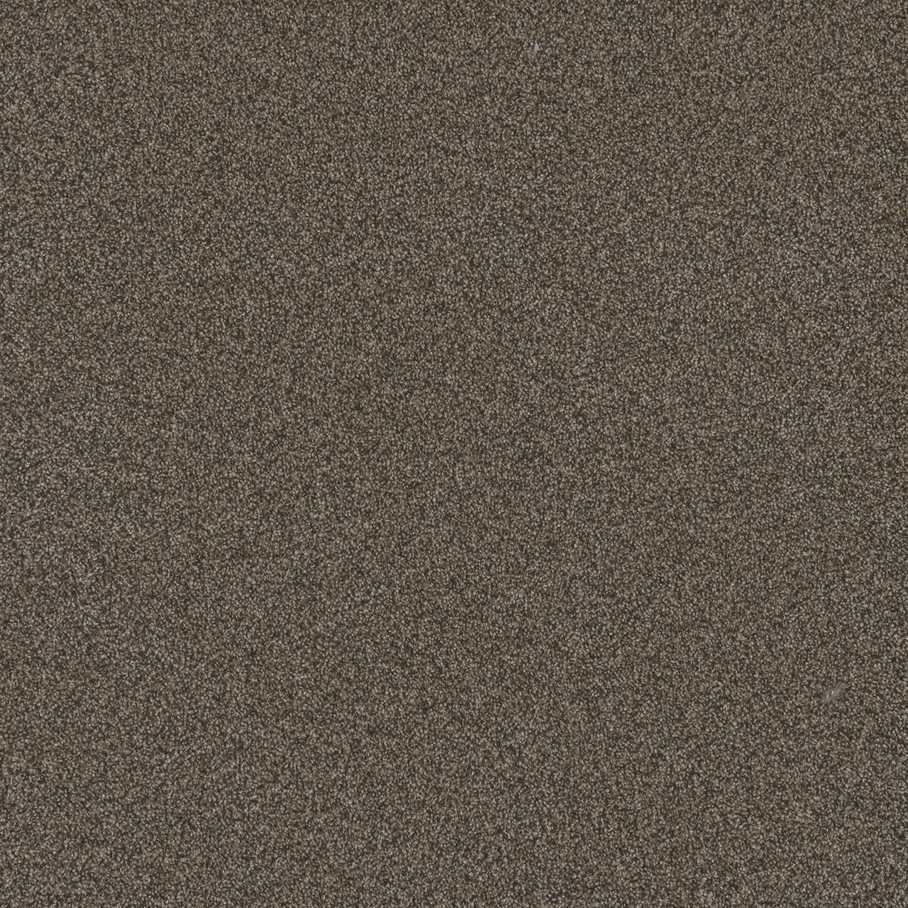 Blazer I - French Roast