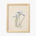 IRIS BLUE