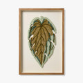 PALMERA
