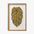 PHILODENDRON