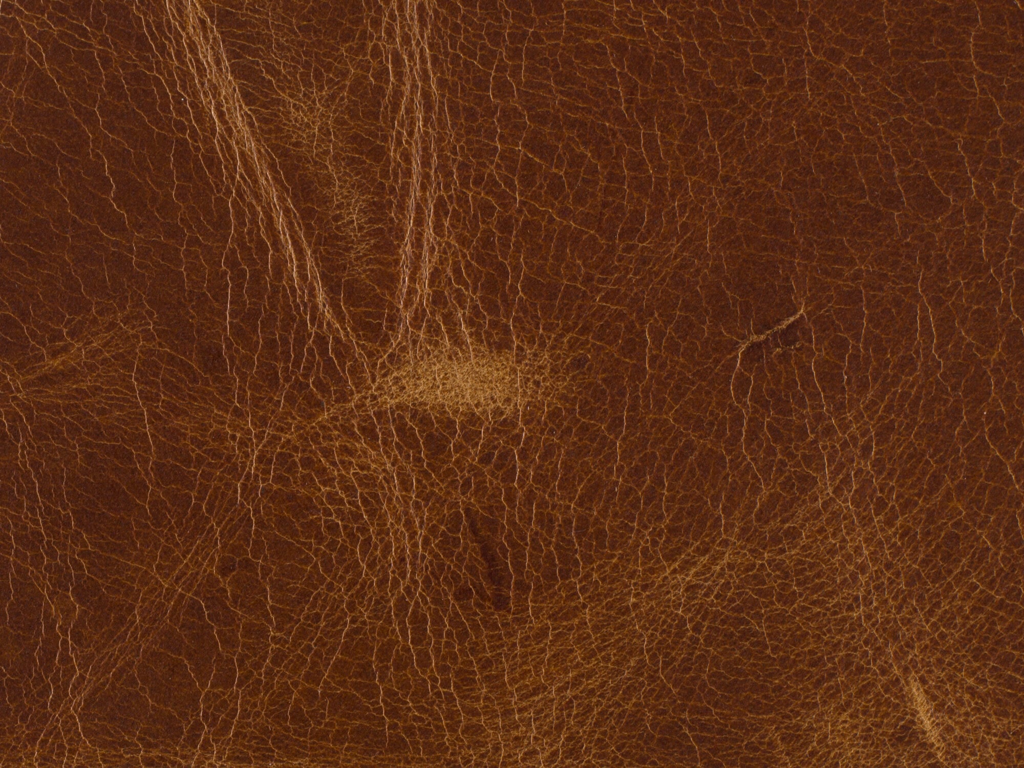 Buckaroo Colt Leather Image