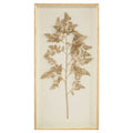 Golden Frond on Ivory II | John-Richard - GBG-1335B