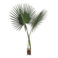 Delta Palmettos | John-Richard - JRB-3035W