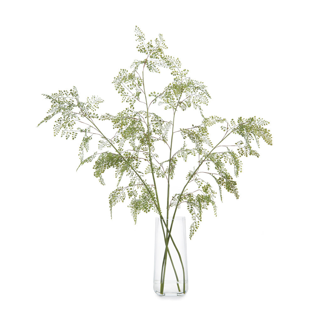 Aqua Fern | John-Richard - JRB-3622W