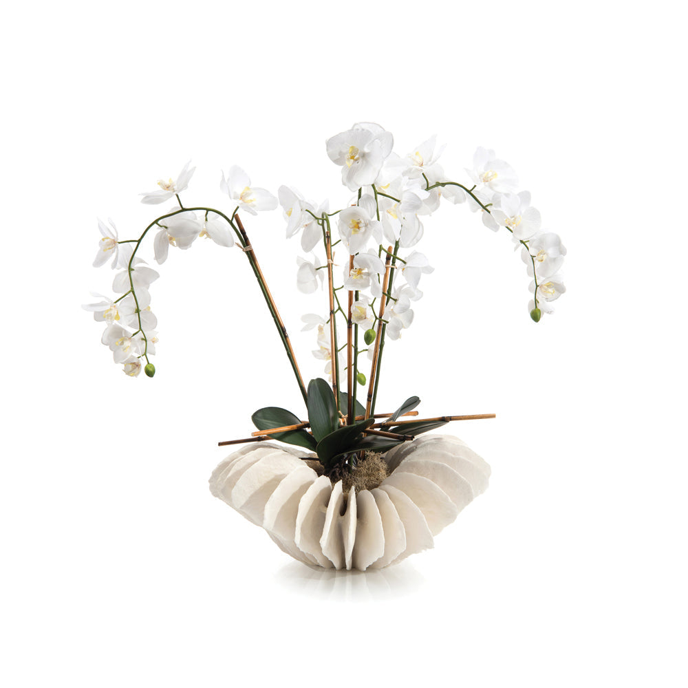 Sea Coral Orchids | John-Richard - JRB-4026