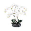 Midnight Phals | John-Richard - JRB-4101W