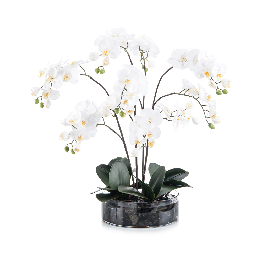 Midnight Phals | John-Richard - JRB-4101W