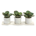 Marble Succulents | John-Richard - JRB-4184W