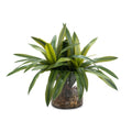 Real Touch Yucca | John-Richard - JRB-4294W