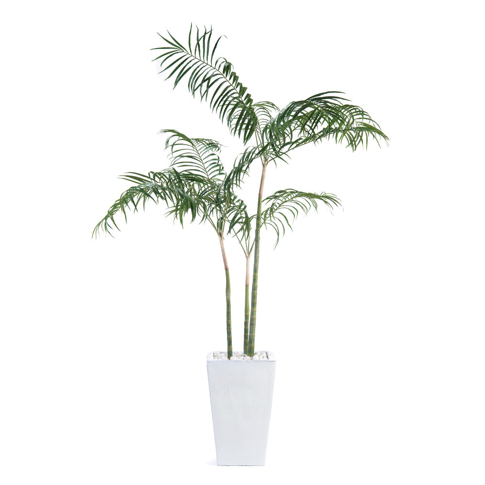 White Palms | John-Richard - JRB-4318