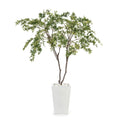 White Maples | John-Richard - JRB-4319