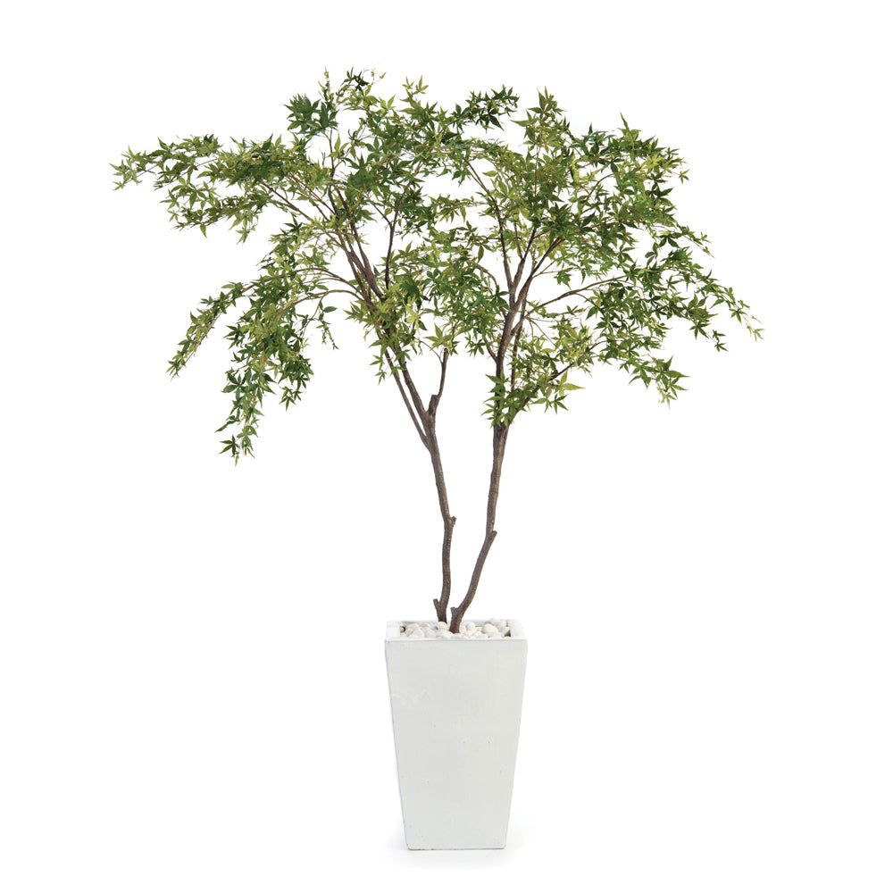 White Maples | John-Richard - JRB-4319