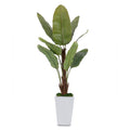 Glacier Banana Tree | John-Richard - JRB-4346