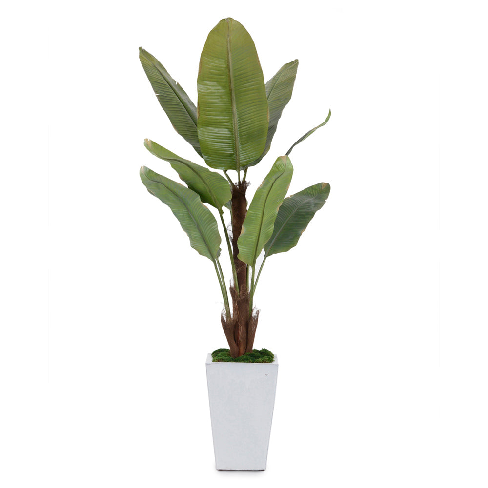 Glacier Banana Tree | John-Richard - JRB-4346