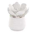 White Succelents | John-Richard - JRB-4361W