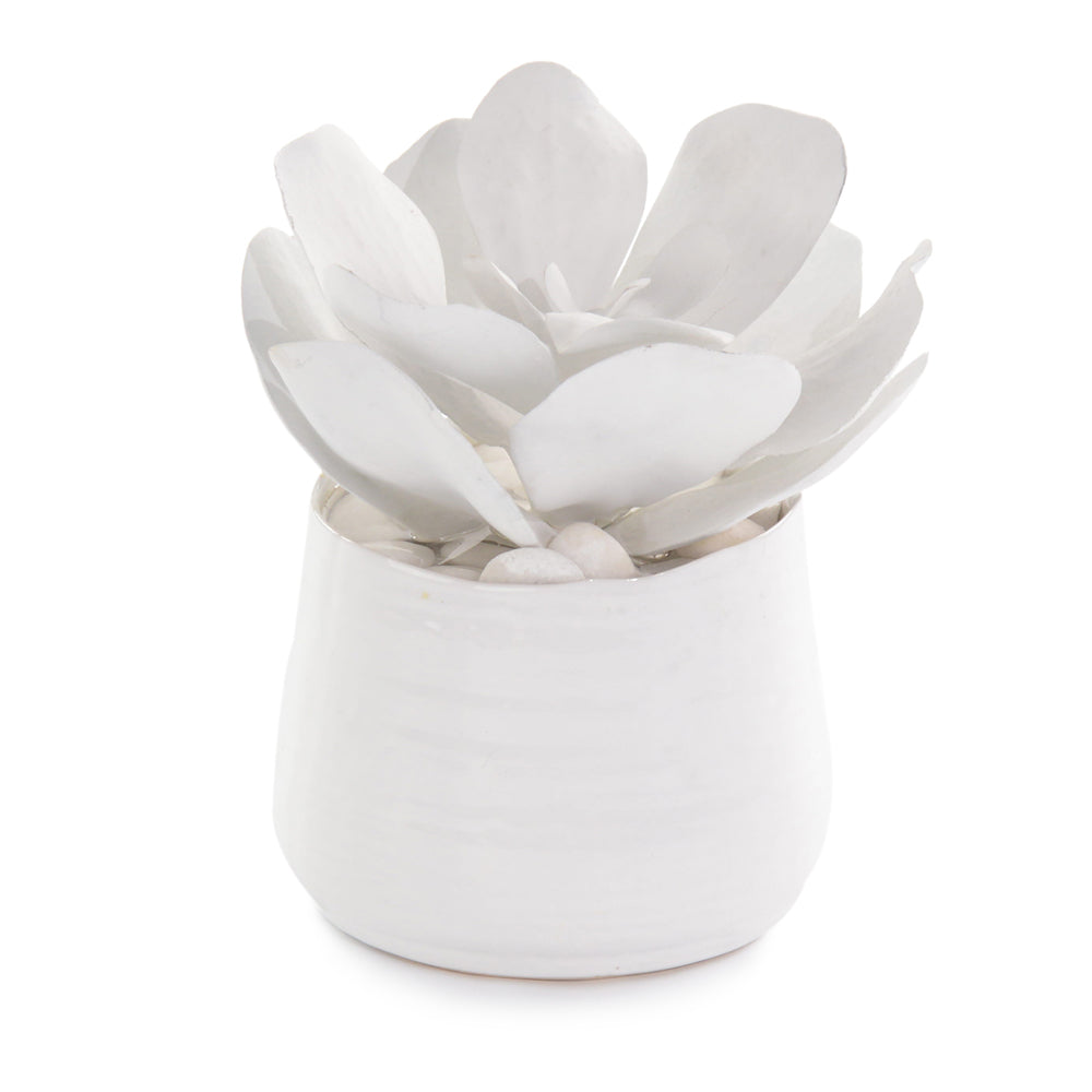 White Succelents | John-Richard - JRB-4361W