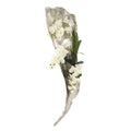 Falling Orchids | John-Richard - JRB-4463