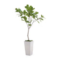 Tarro Fig Tree | John-Richard - JRB-4657