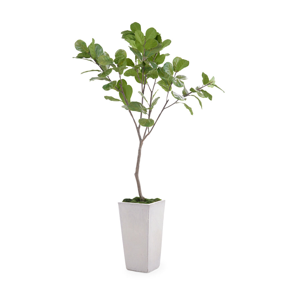 Tarro Fig Tree | John-Richard - JRB-4657