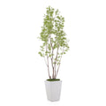 Amur Maple | John-Richard - JRB-4662