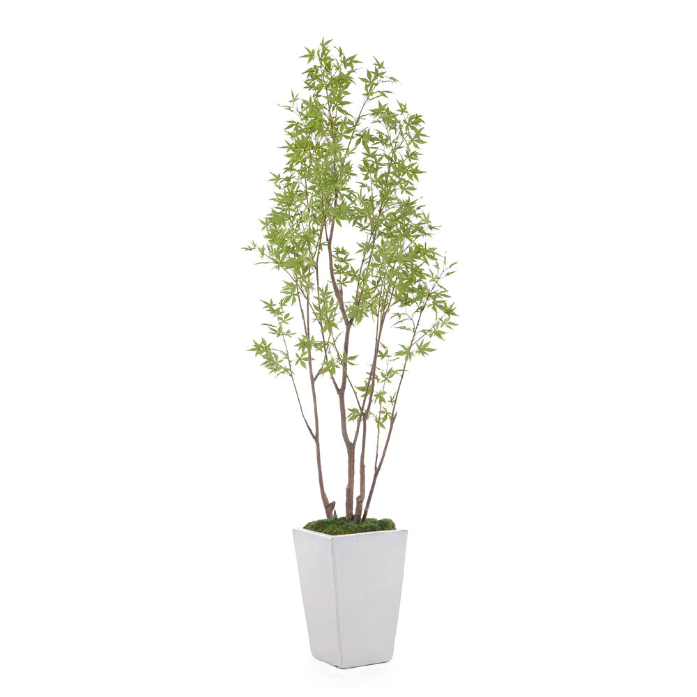 Amur Maple | John-Richard - JRB-4662