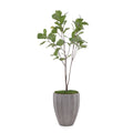 Organic Fig | John-Richard - JRB-4677