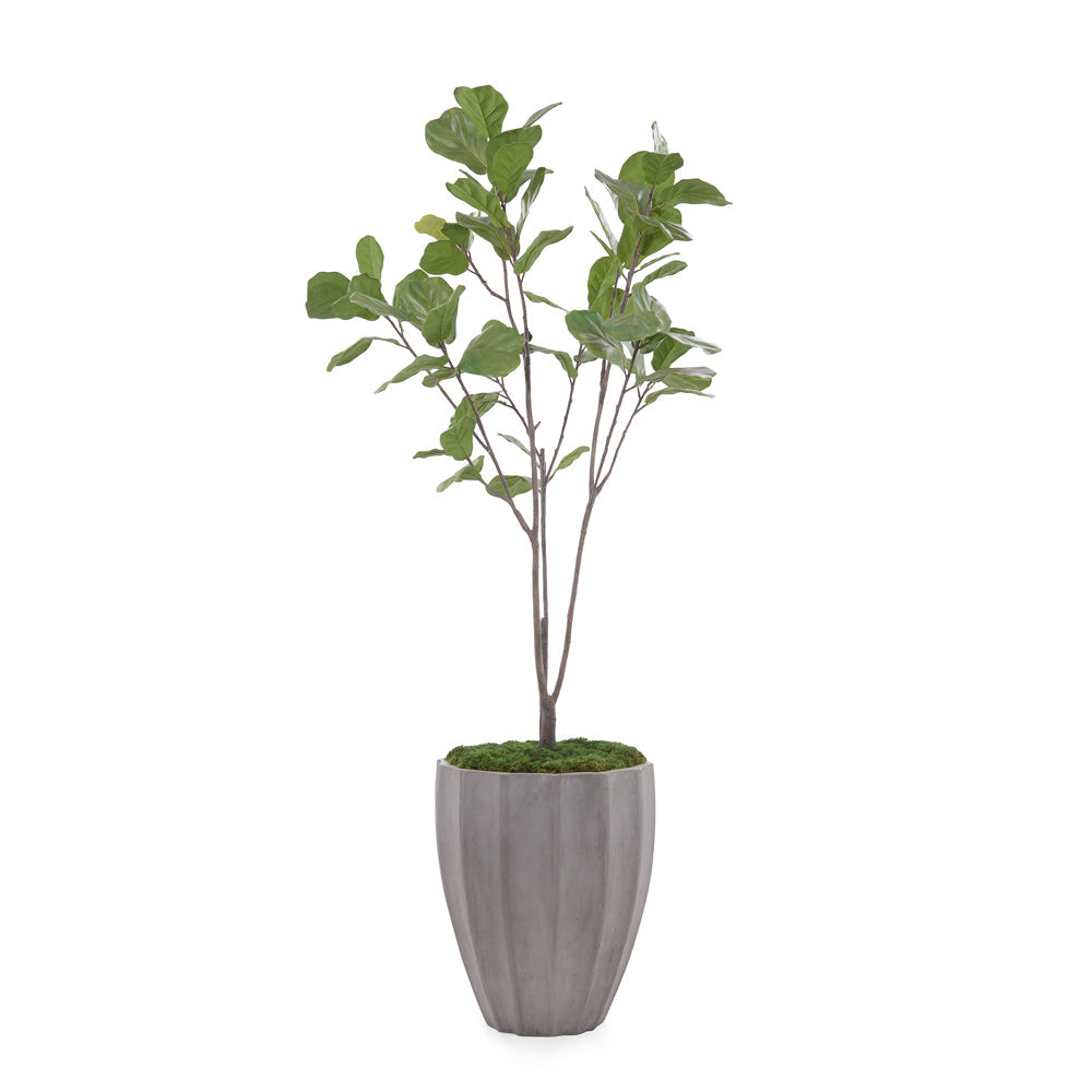 Organic Fig | John-Richard - JRB-4677