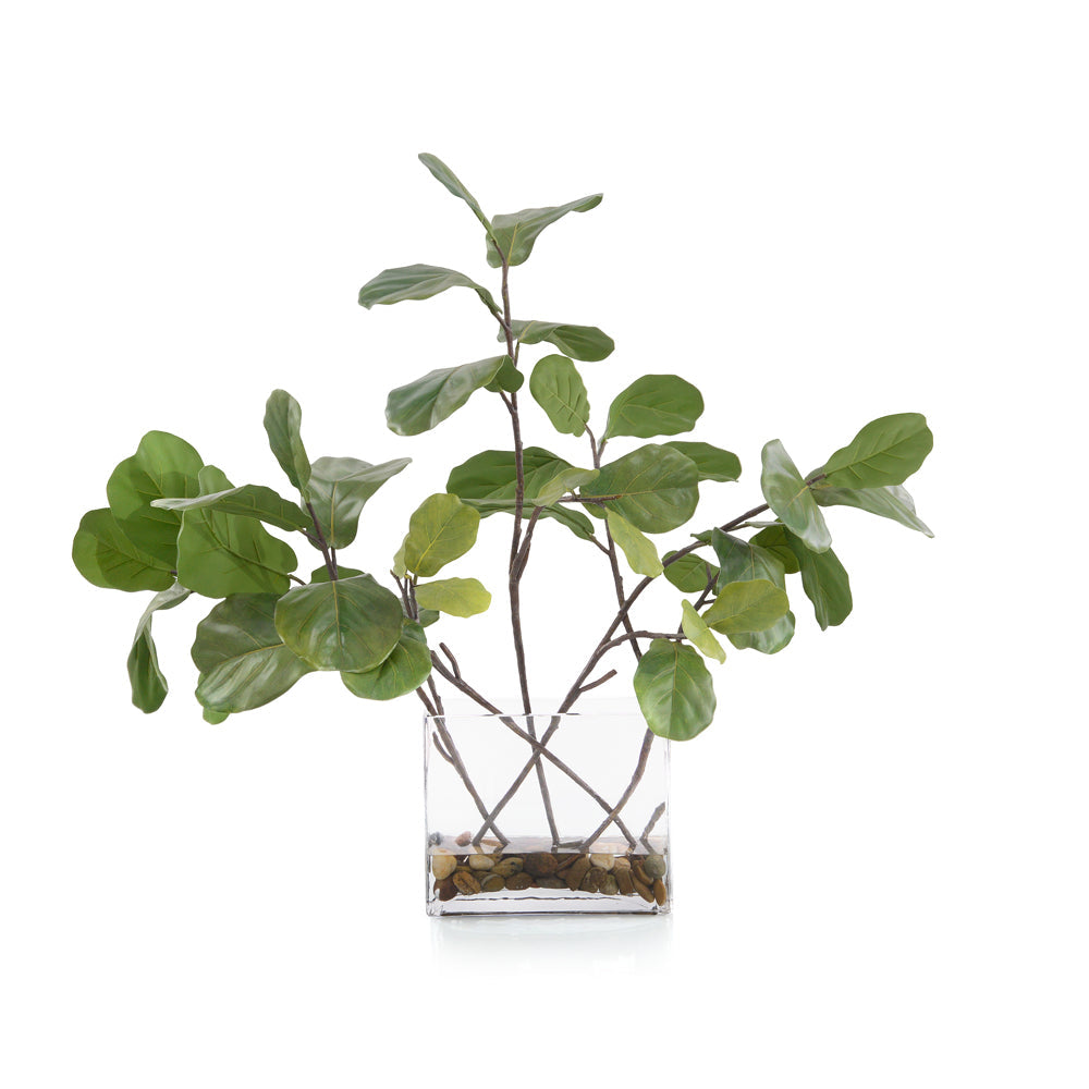 Garden Fig | John-Richard - JRB-4687W