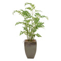 Mossey Fern | John-Richard - JRB-4763