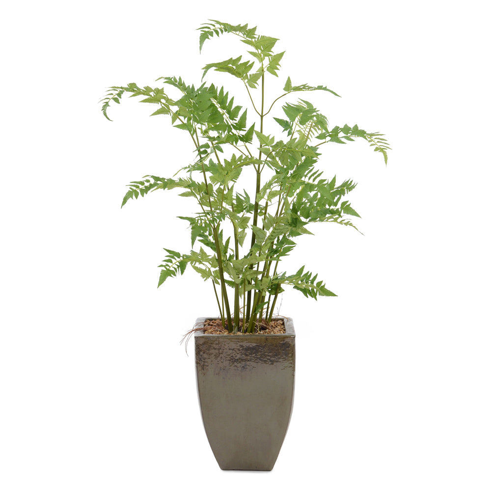 Mossey Fern | John-Richard - JRB-4763