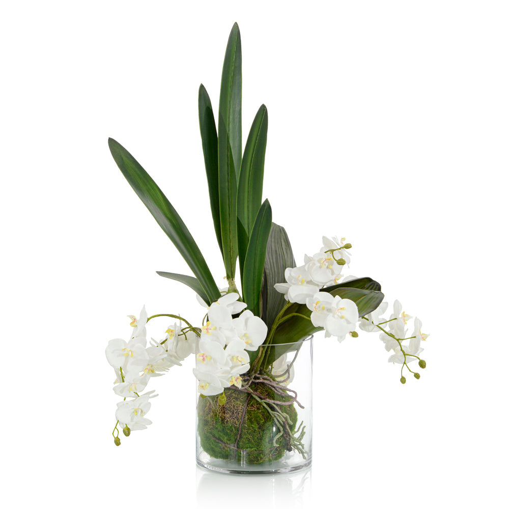 Mossy Orchids | John-Richard - JRB-4851
