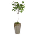 Mossy Fiddle Leaf 5 | John-Richard - JRB-4882