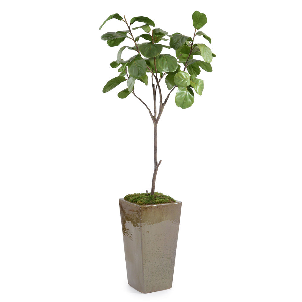 Mossy Fiddle Leaf 5 | John-Richard - JRB-4882