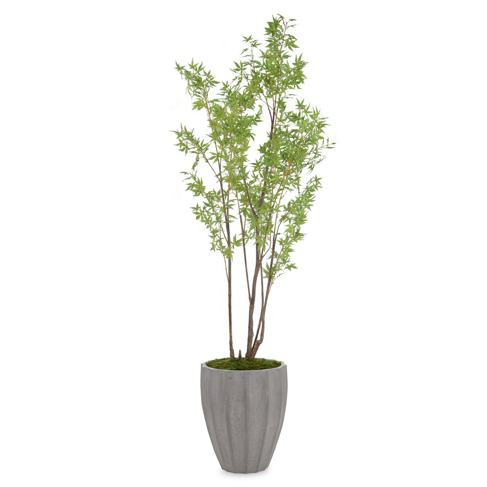 Rocky Mountain Maple | John-Richard - JRB-4896