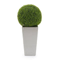 Boxwood Orb | John-Richard - JRB-4938