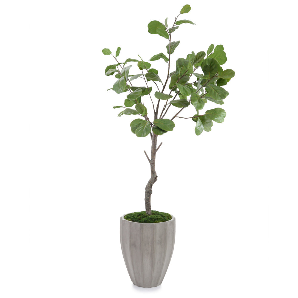 Coastal Fog Fiddle Leaf | John-Richard - JRB-4944