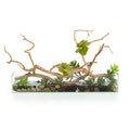 Succulent Tree | John-Richard - JRB-4983W