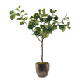 Fiddle Leaf Fig | John-Richard - JRB-5102