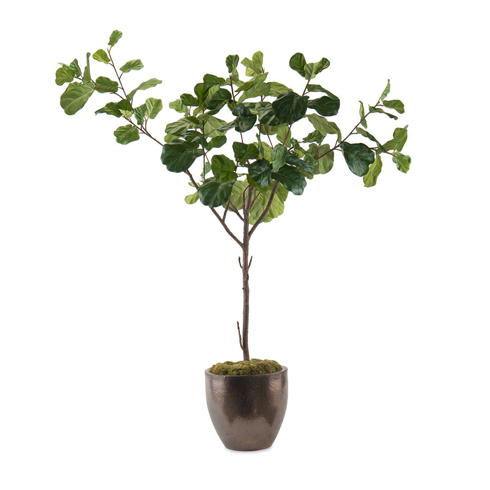 Fiddle Leaf Fig | John-Richard - JRB-5102