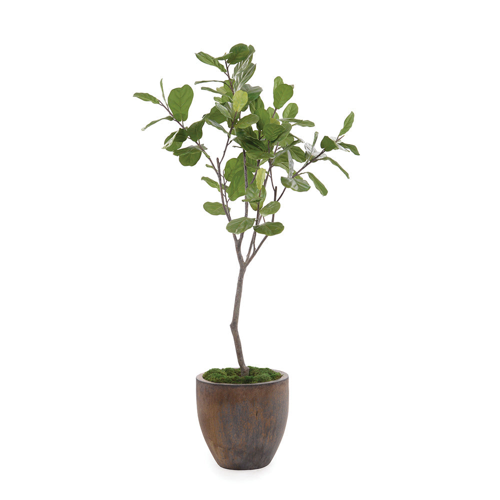 Fiddle Leaf Fig | John-Richard - JRB-5103