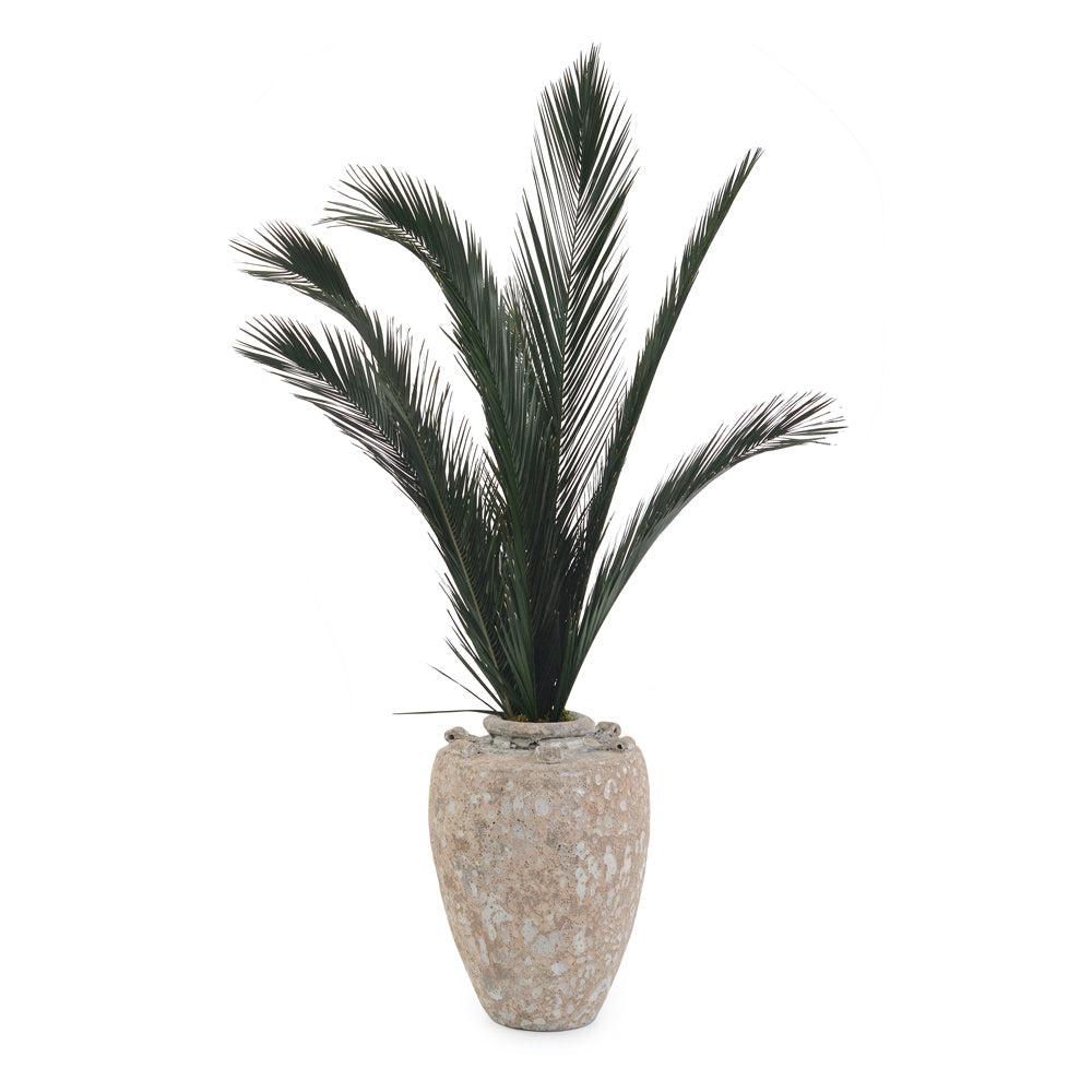 Crusty Palms | John-Richard - JRB-5143