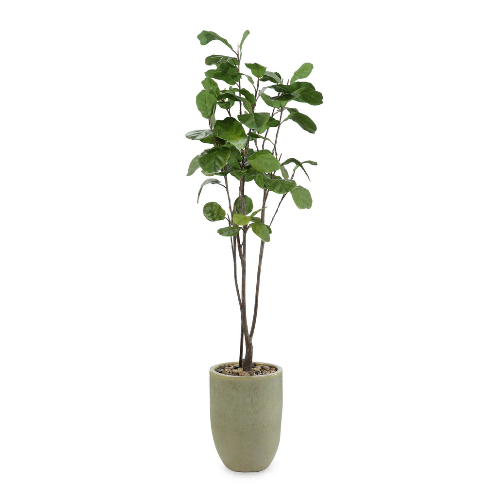 Tall and Slender Fiddle Leaf Fig | John Richard - JRB-5203