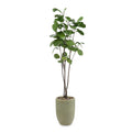 Tall and Slender Fiddle Leaf Fig | John Richard - JRB-5203