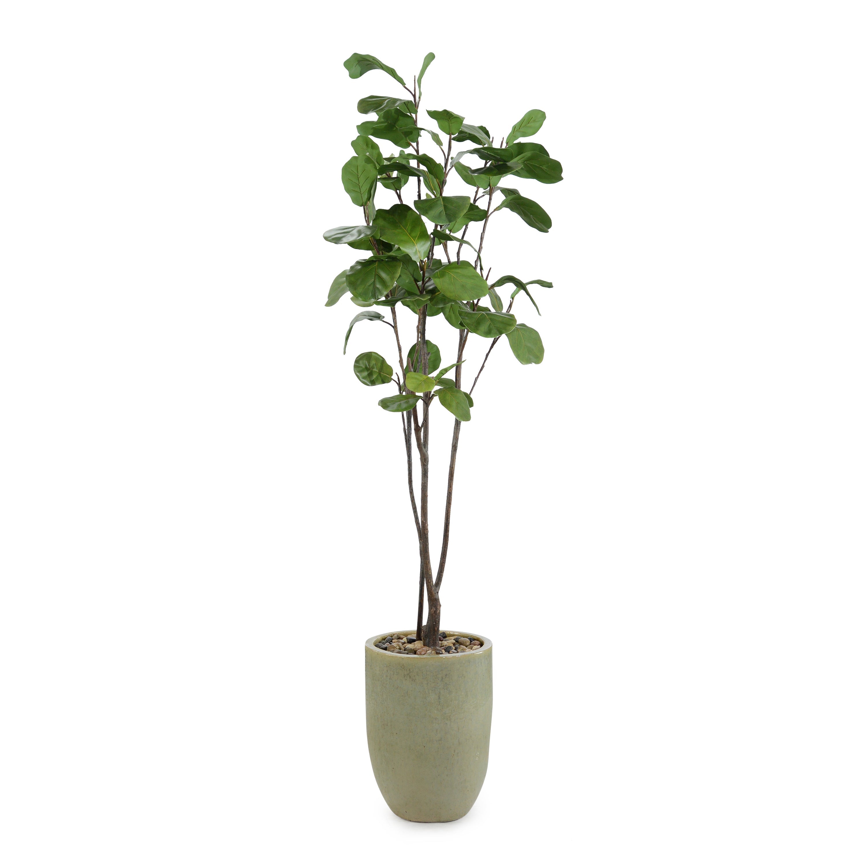 Tall and Slender Fiddle Leaf Fig | John Richard - JRB-5203