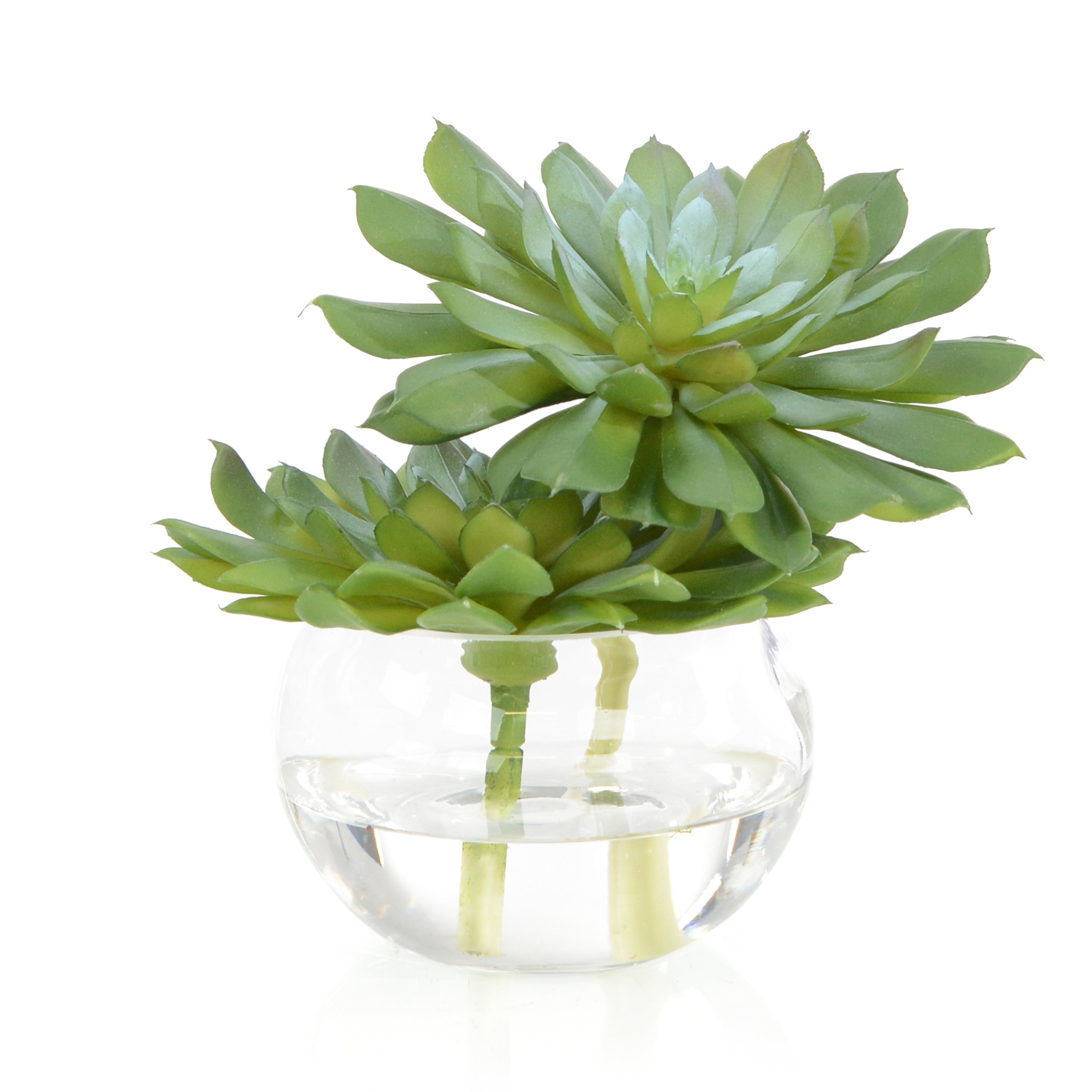 Double Succulent | John Richard - JRB-5254W